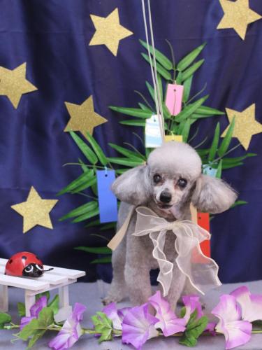 20230707サージュちゃん